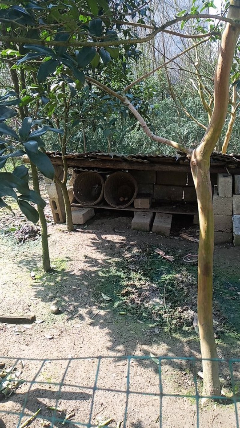 土鸡蛋恩施散养鸡土鸡蛋儿童孕妇谷物纯粮草鸡蛋