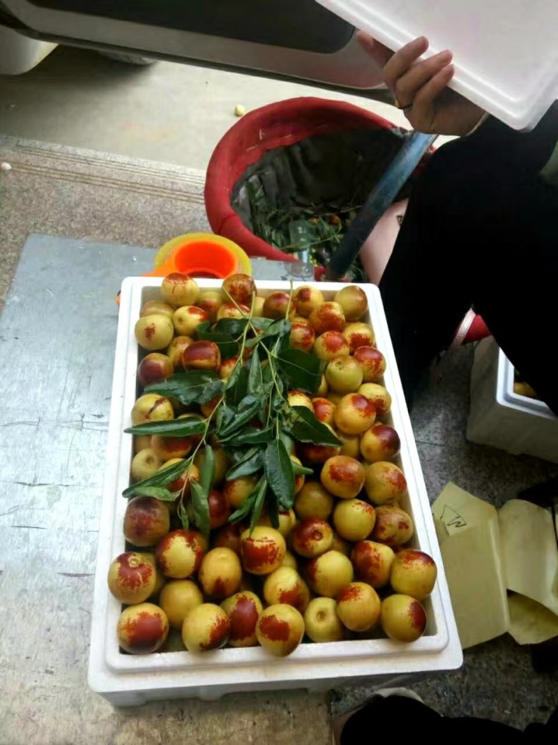 枣树苗冬枣树苗冬枣二号基地