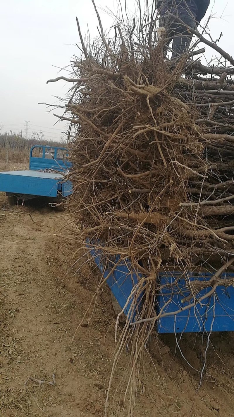 枣树苗冬枣树苗冬枣二号基地
