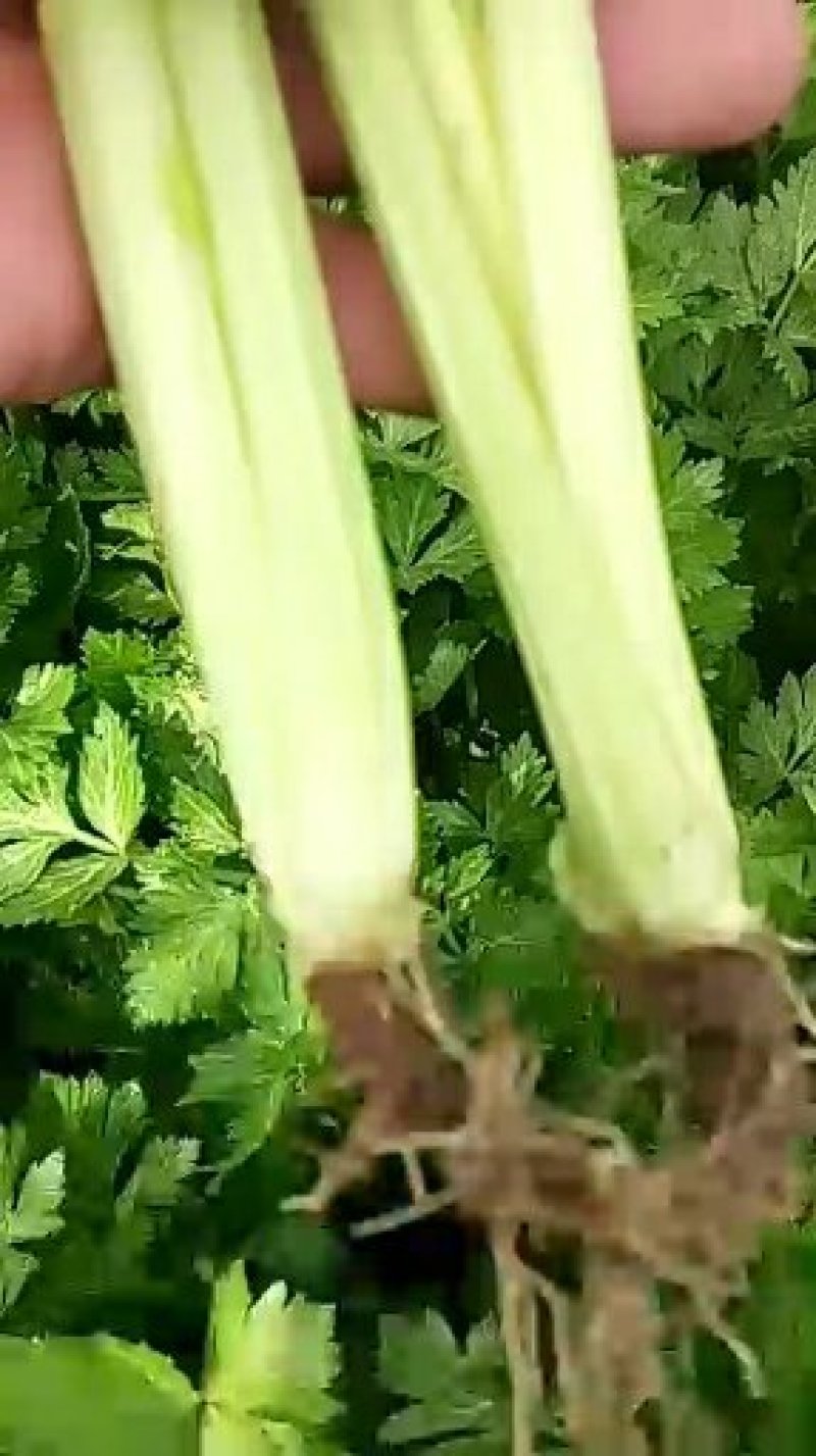 精品芹菜，香芹，西芹大量上市有需要的联系我，代发全国