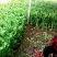 精品芹菜，香芹，西芹大量上市有需要的联系我，代发全国