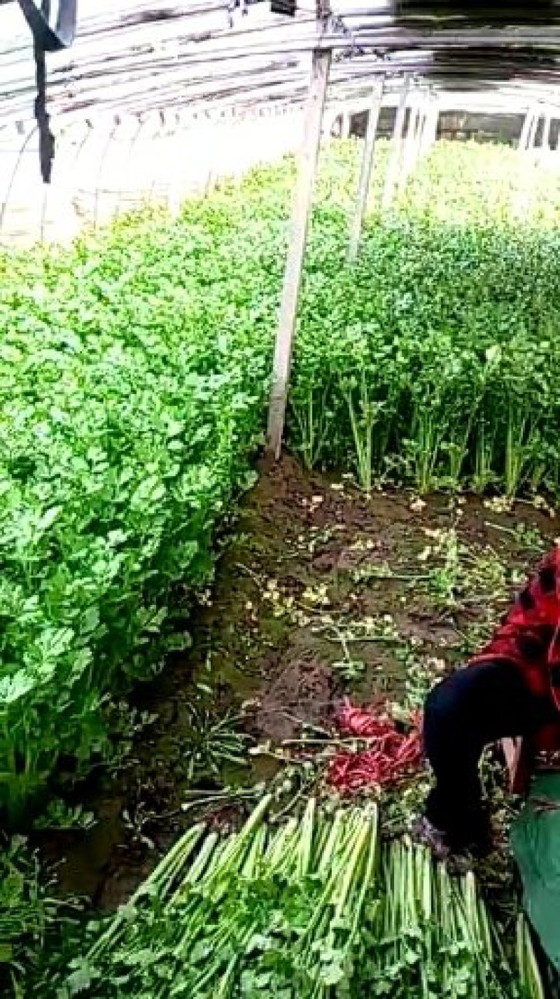 精品芹菜，香芹，西芹大量上市有需要的联系我，代发全国