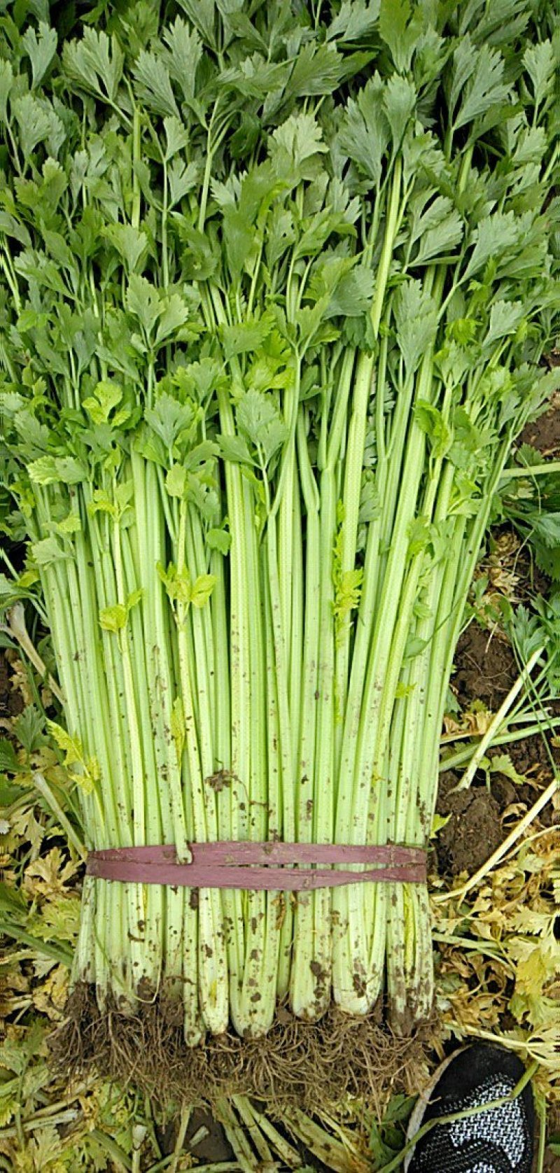 精品芹菜，香芹，西芹大量上市有需要的联系我，代发全国