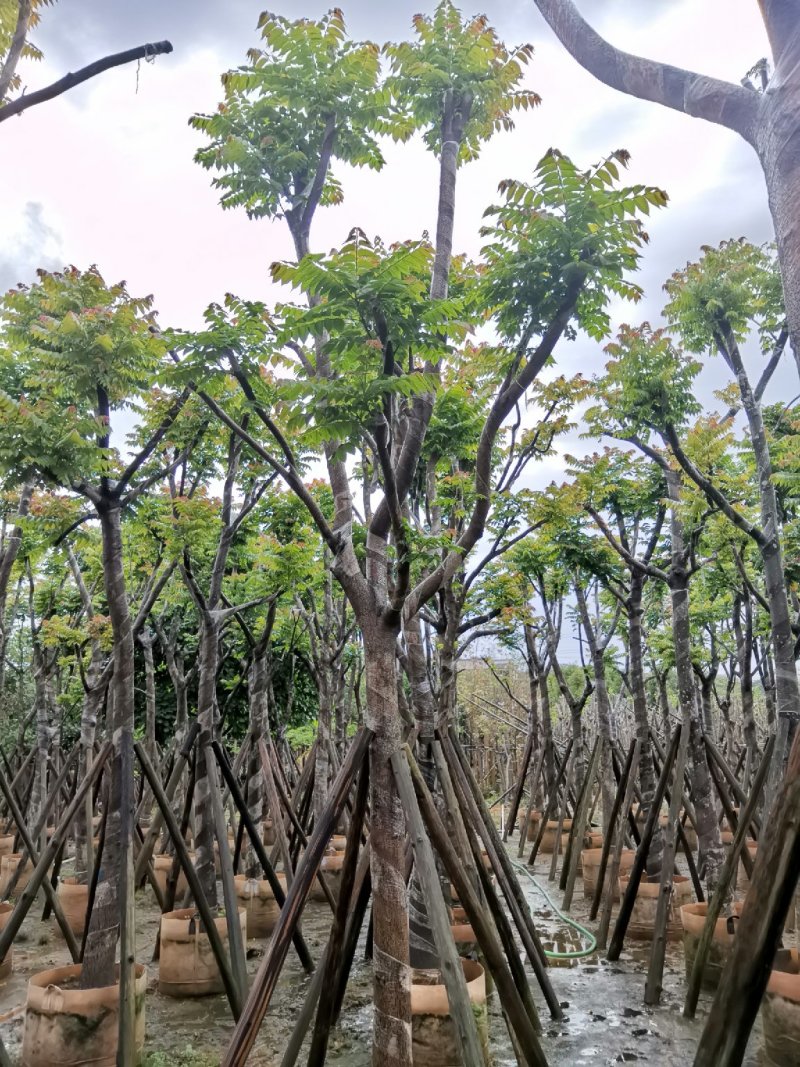 广东普宁麻楝，大量出售，各种规格，基地直销，量大从优