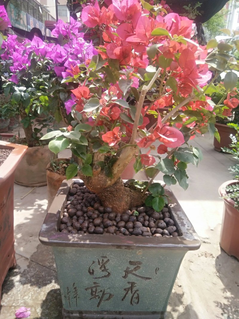 三角梅50~80cm