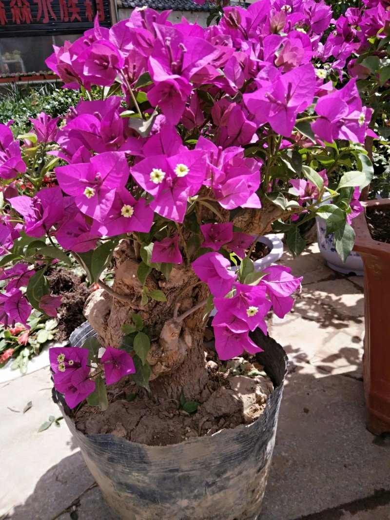 三角梅50~80cm
