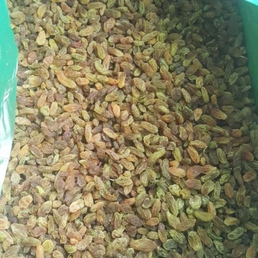 新疆原产地葡萄干加工专用