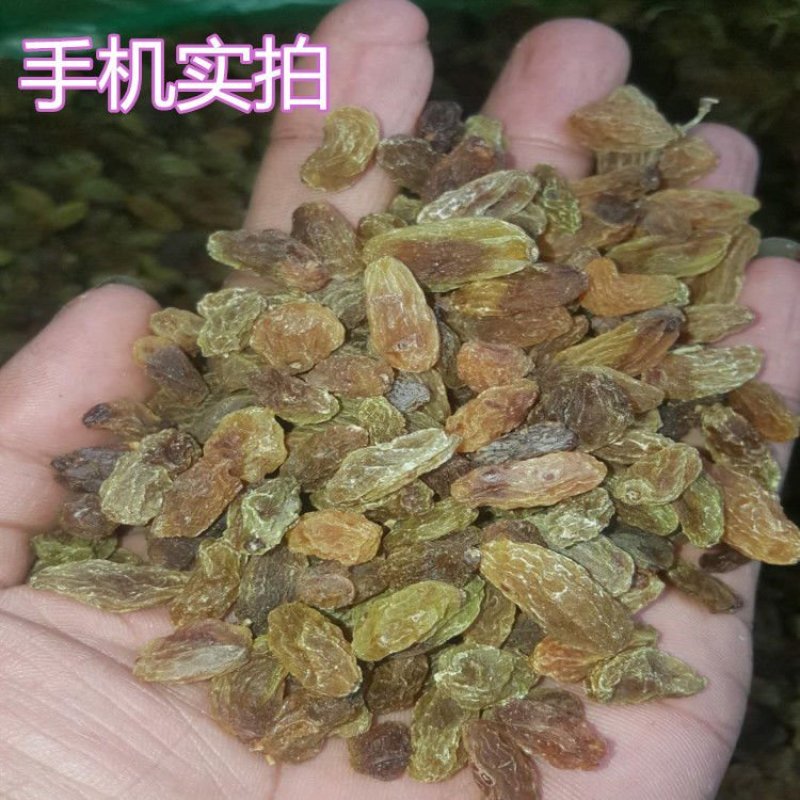 新疆原产地葡萄干加工专用