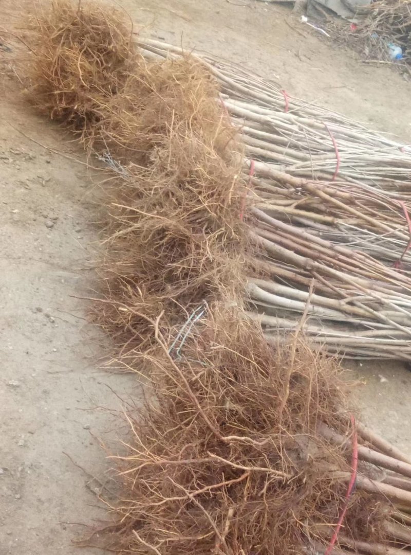 大樱桃车厘子苗，适应南北种植红灯，美早，俄八，冰库