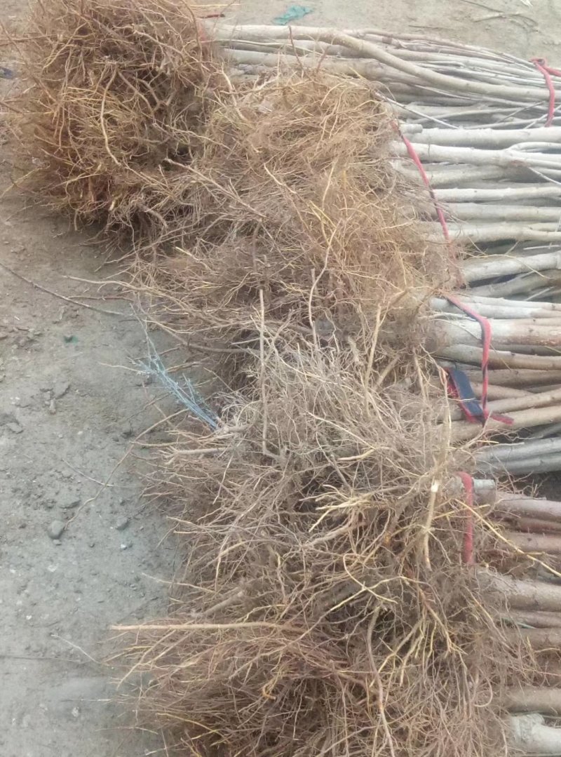 大樱桃车厘子苗，适应南北种植红灯，美早，俄八，冰库