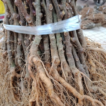 猕猴桃苗实生苗基地直供无根瘤病量大从优