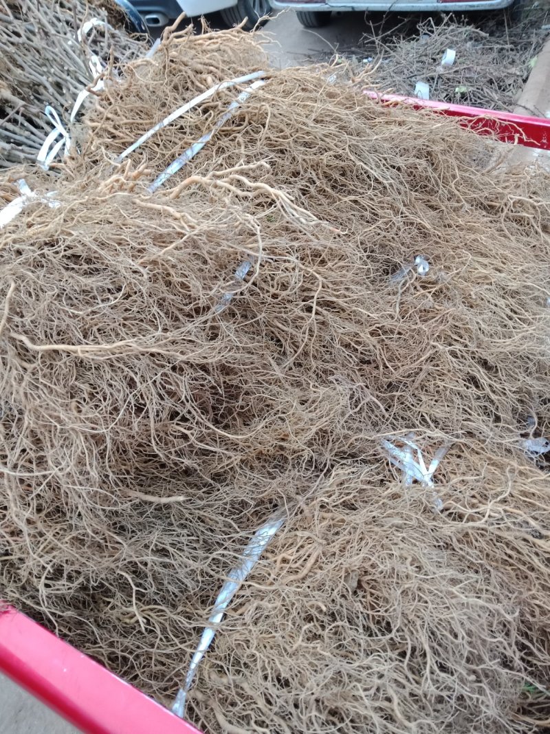 猕猴桃苗实生苗基地直供无根瘤病量大从优