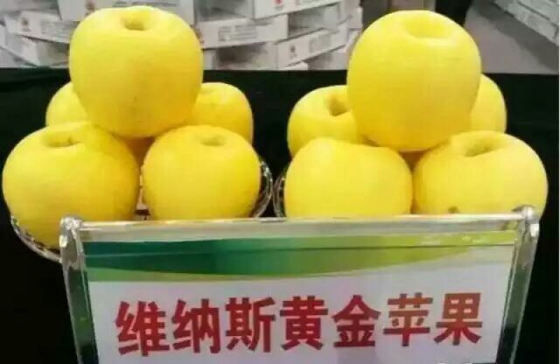 维纳斯苹果苗苗圃直发品质保证可长期合作包成活包技术