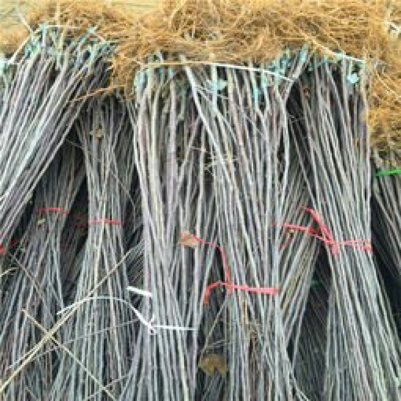 维纳斯苹果苗苗圃直发品质保证可长期合作包成活包技术