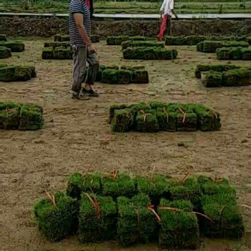 马尼拉草块，草卷
