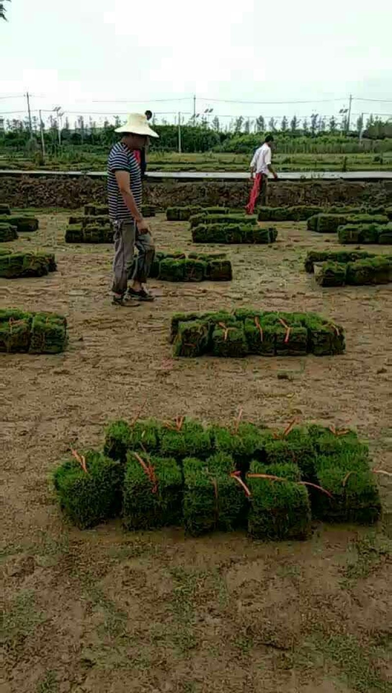 马尼拉草块，草卷