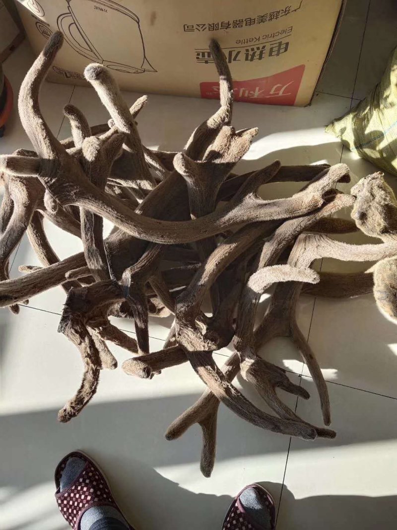 塔河马鹿鹿茸预定中，鲜鹿茸，干鹿茸预定