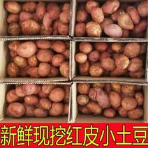 云南红皮土豆黄心小土豆农家自种粉糯新鲜土豆整箱10斤