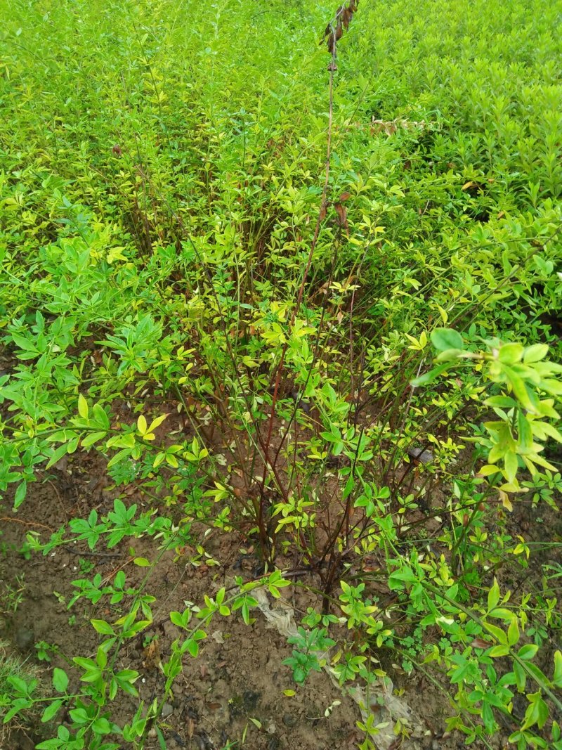 迎春花
