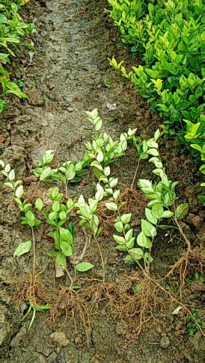 金森女贞