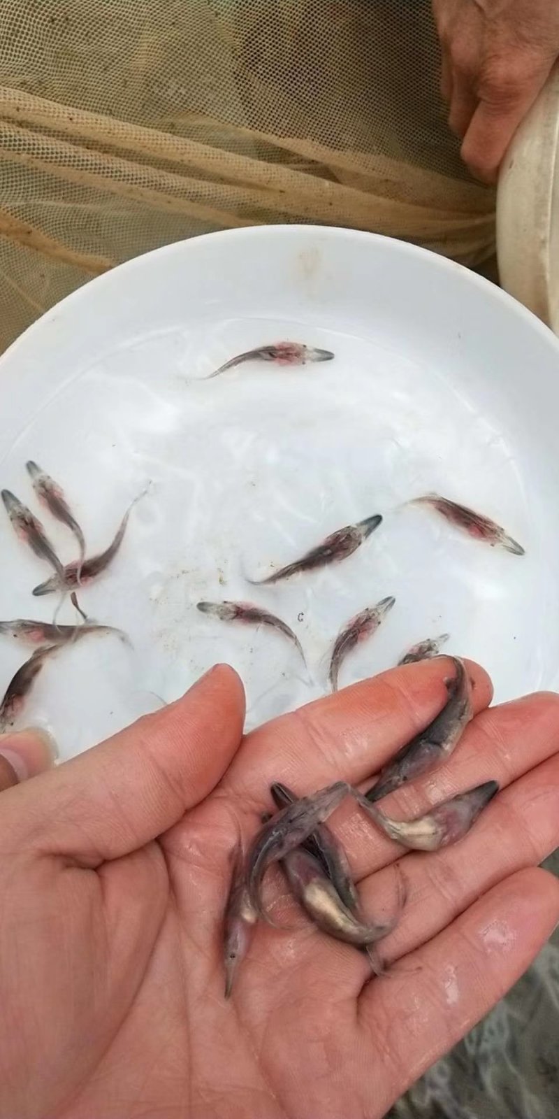 鸭嘴鱼苗9公分以上鸭嘴鱼苗大量供货