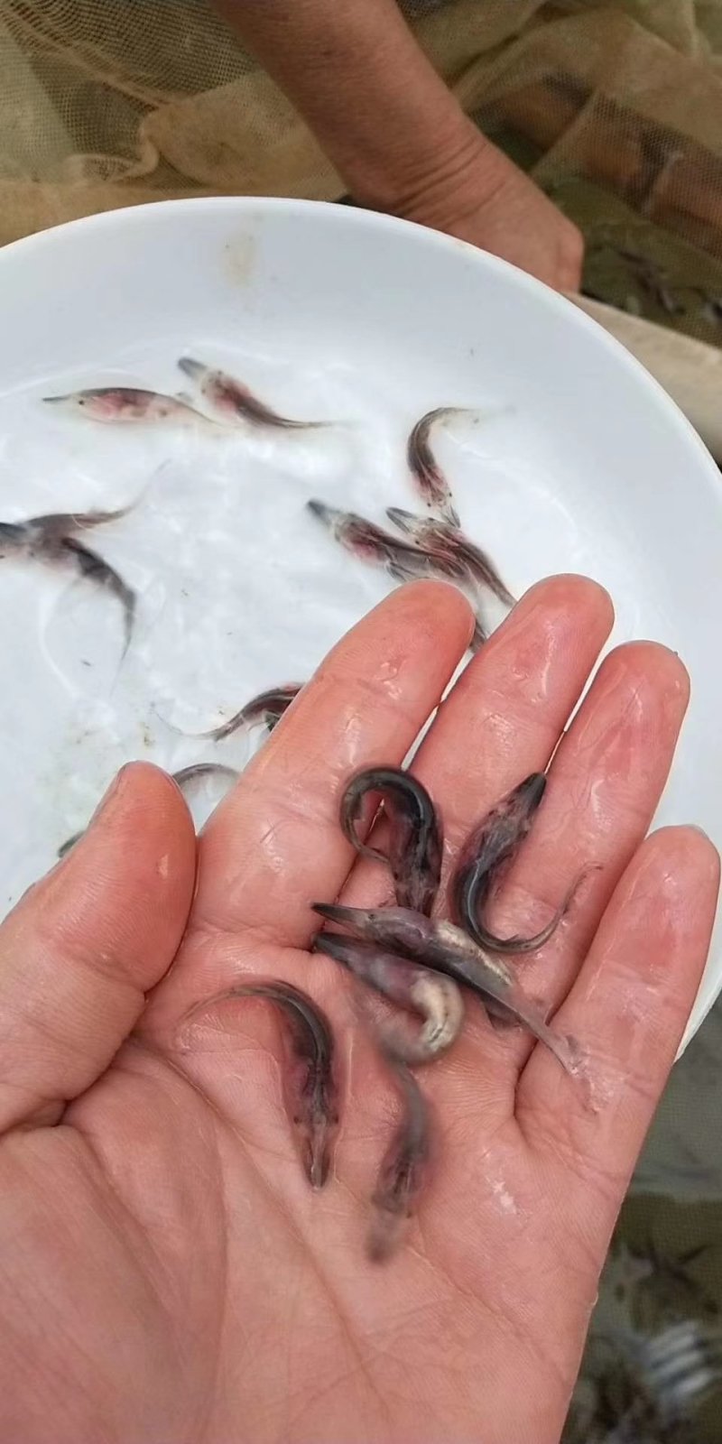 鸭嘴鱼苗9公分以上鸭嘴鱼苗大量供货