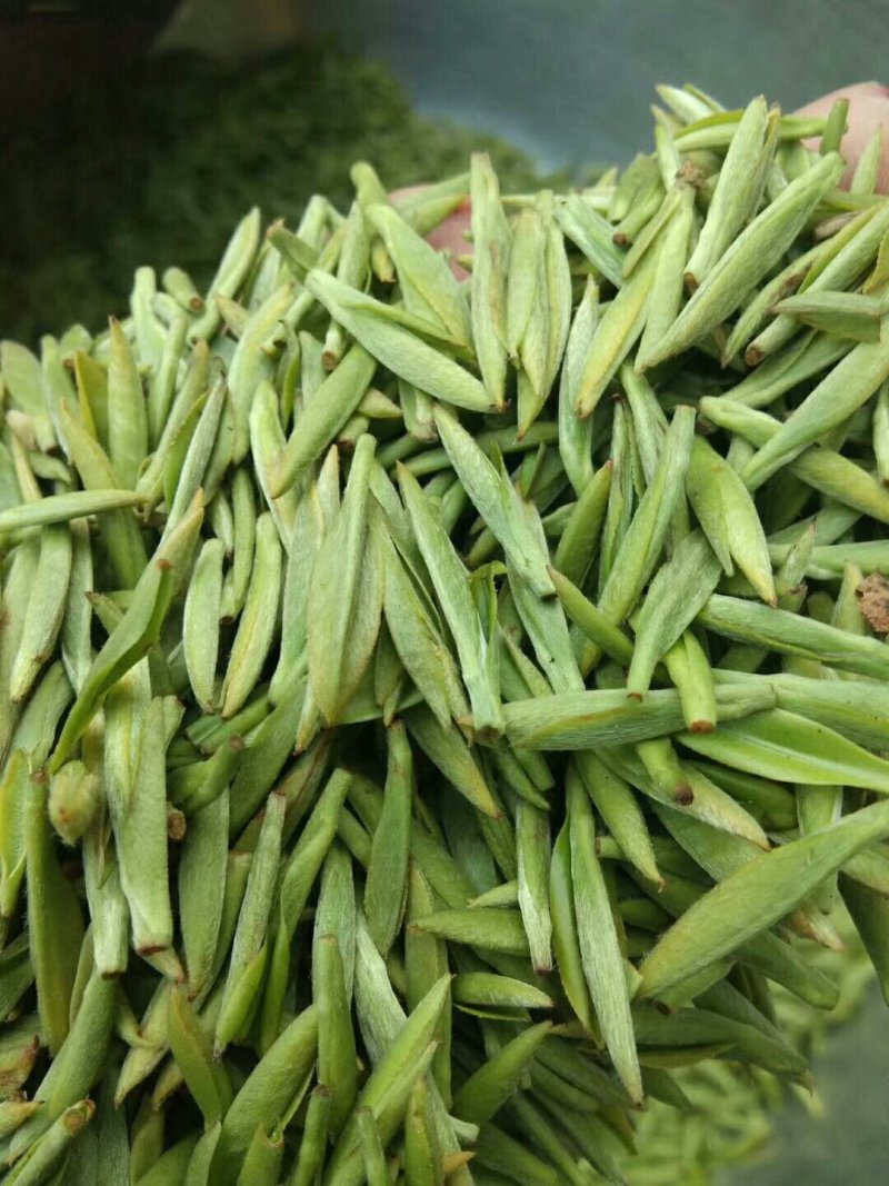 峨眉山极品绿茶