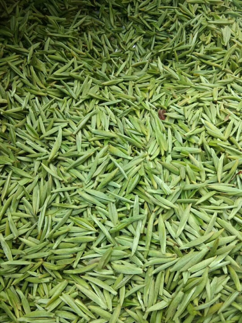 峨眉山极品绿茶