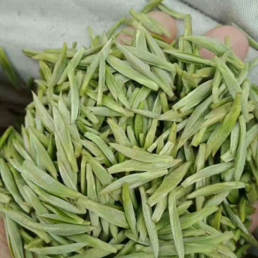 峨眉山极品绿茶