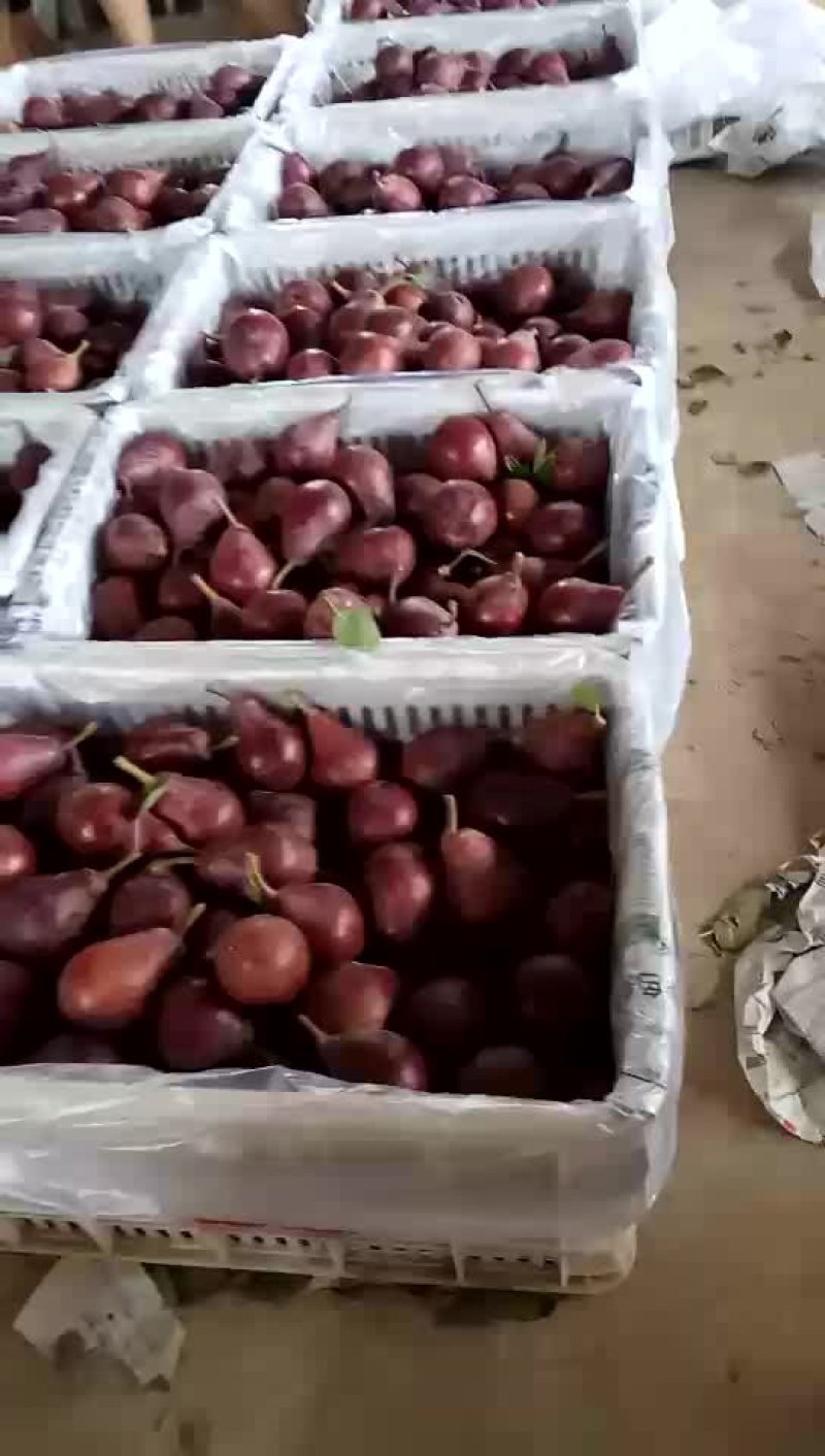 红啤梨考密斯红啤梨陕州红啤梨陕州红梨