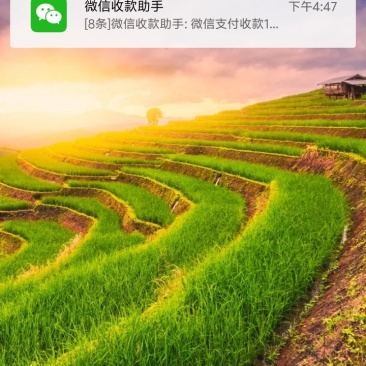 核桃树