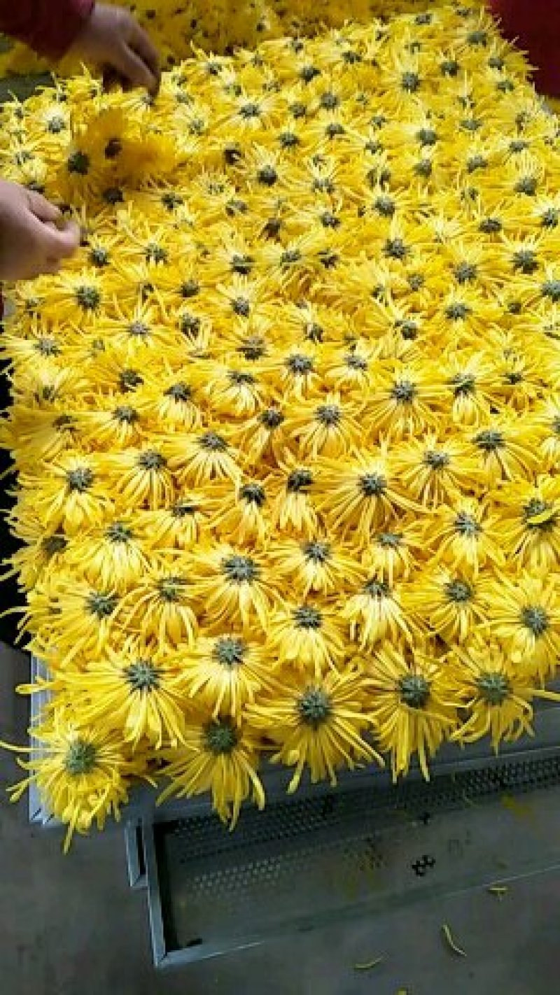 金丝皇菊种苗