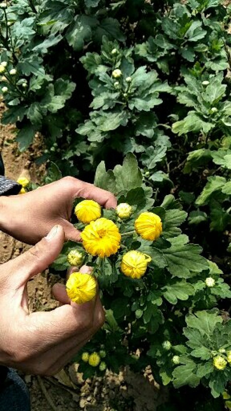 金丝皇菊种苗
