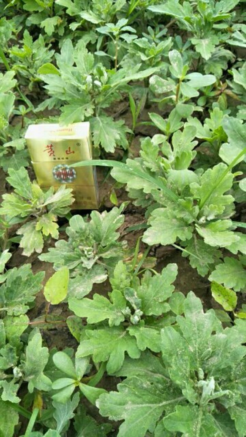 金丝皇菊种苗