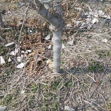 占地木槿树，自己家种的木槿