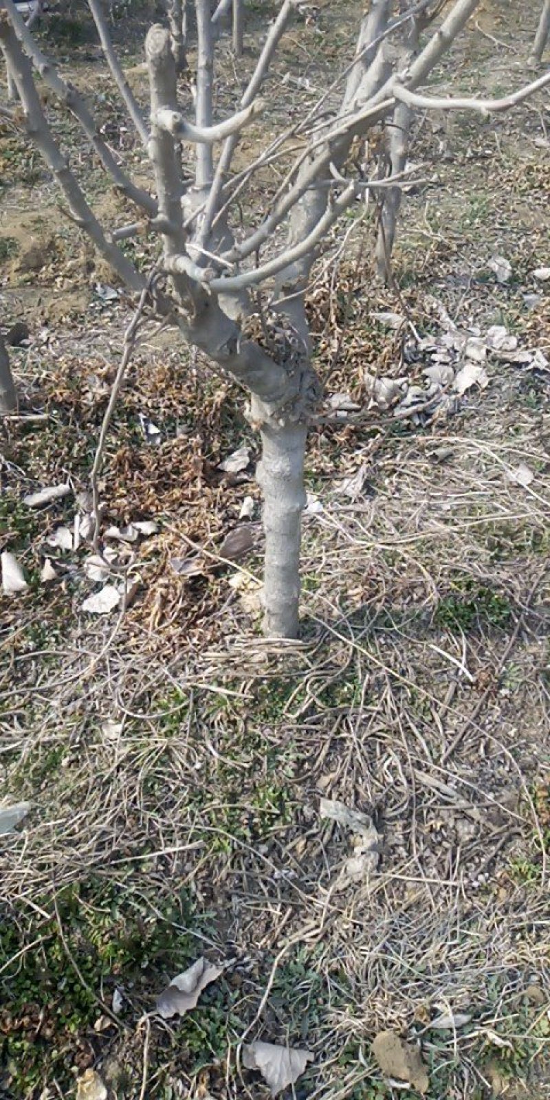 占地木槿树，自己家种的木槿