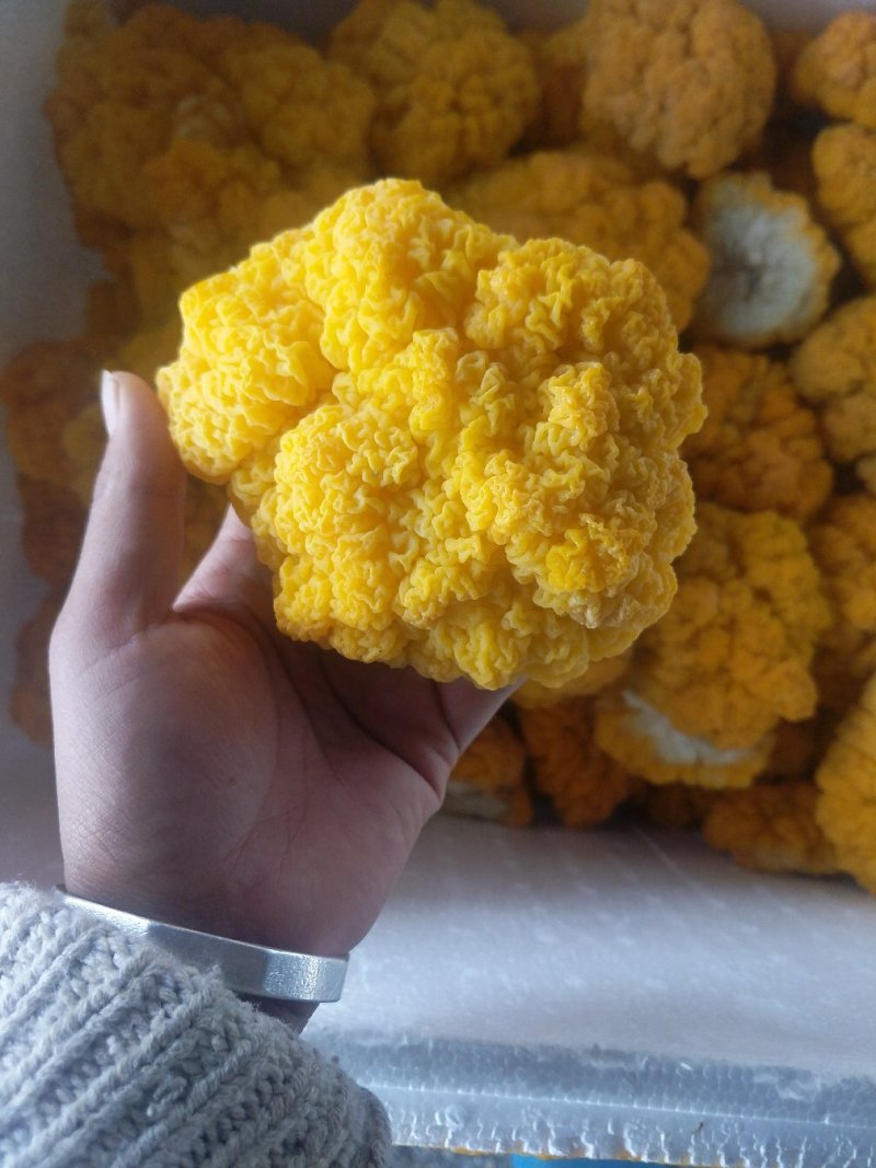 又在采割黄金金的小金耳