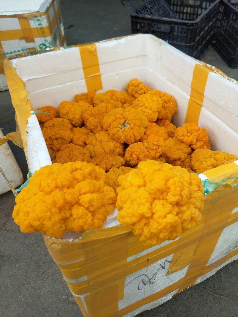 又在采割黄金金的小金耳