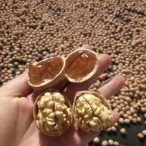 阿克苏185核桃新2核桃