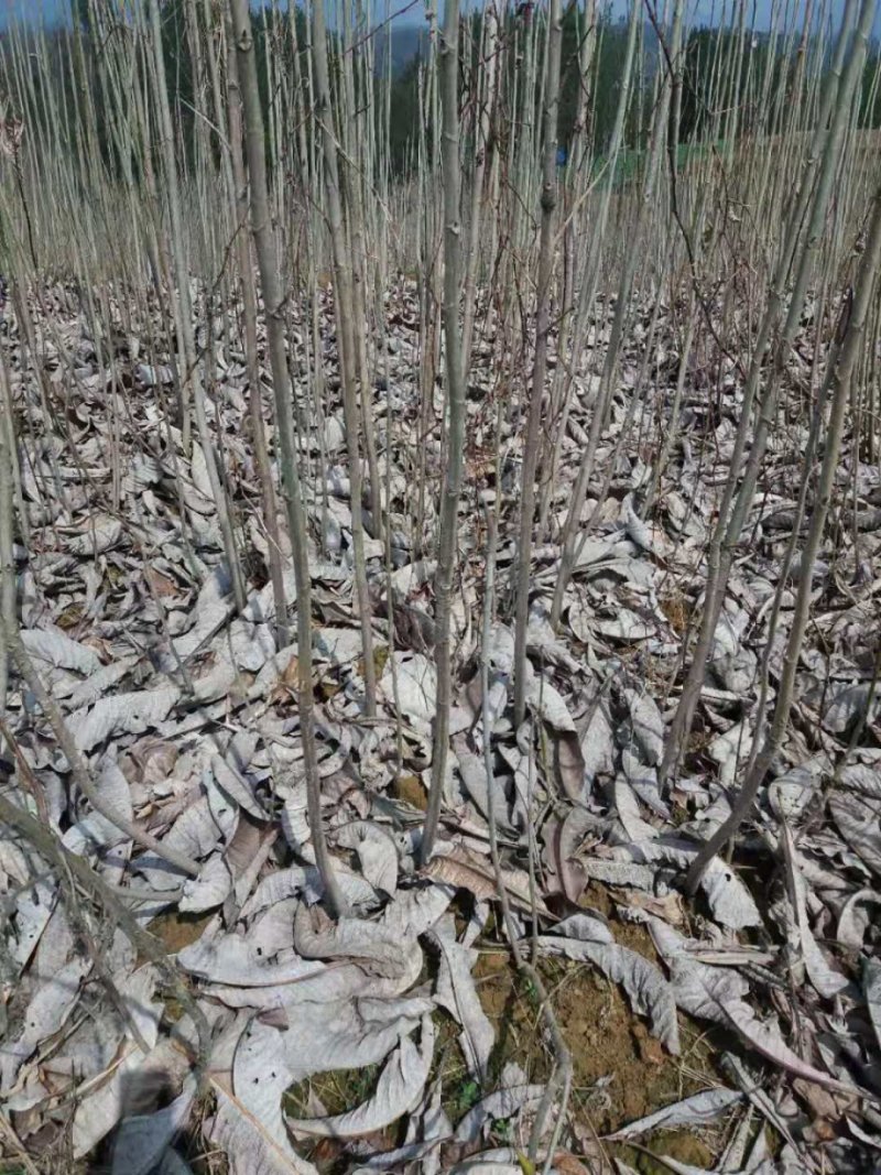 厚朴苗地径0.8到一公分，最好尖叶厚