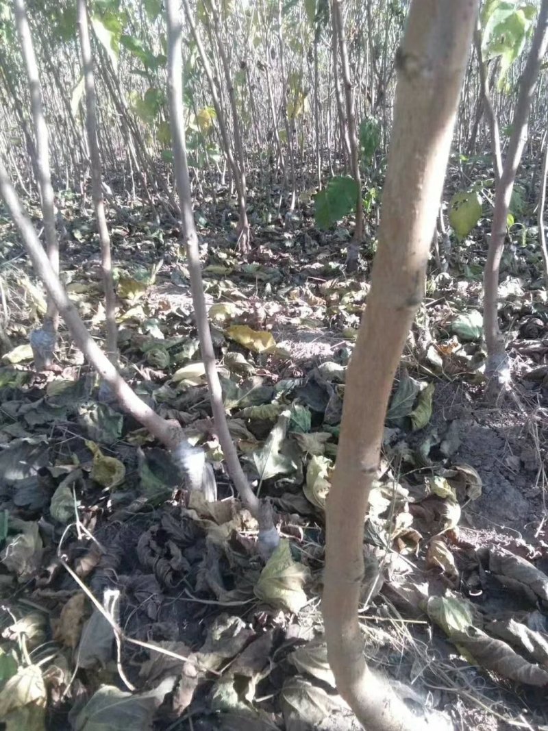 黑珍珠，野生桑树苗