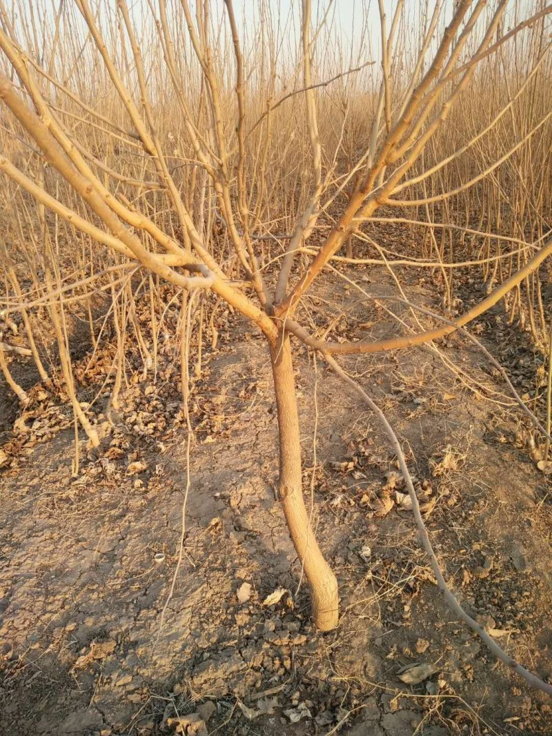 黑珍珠，野生桑树苗