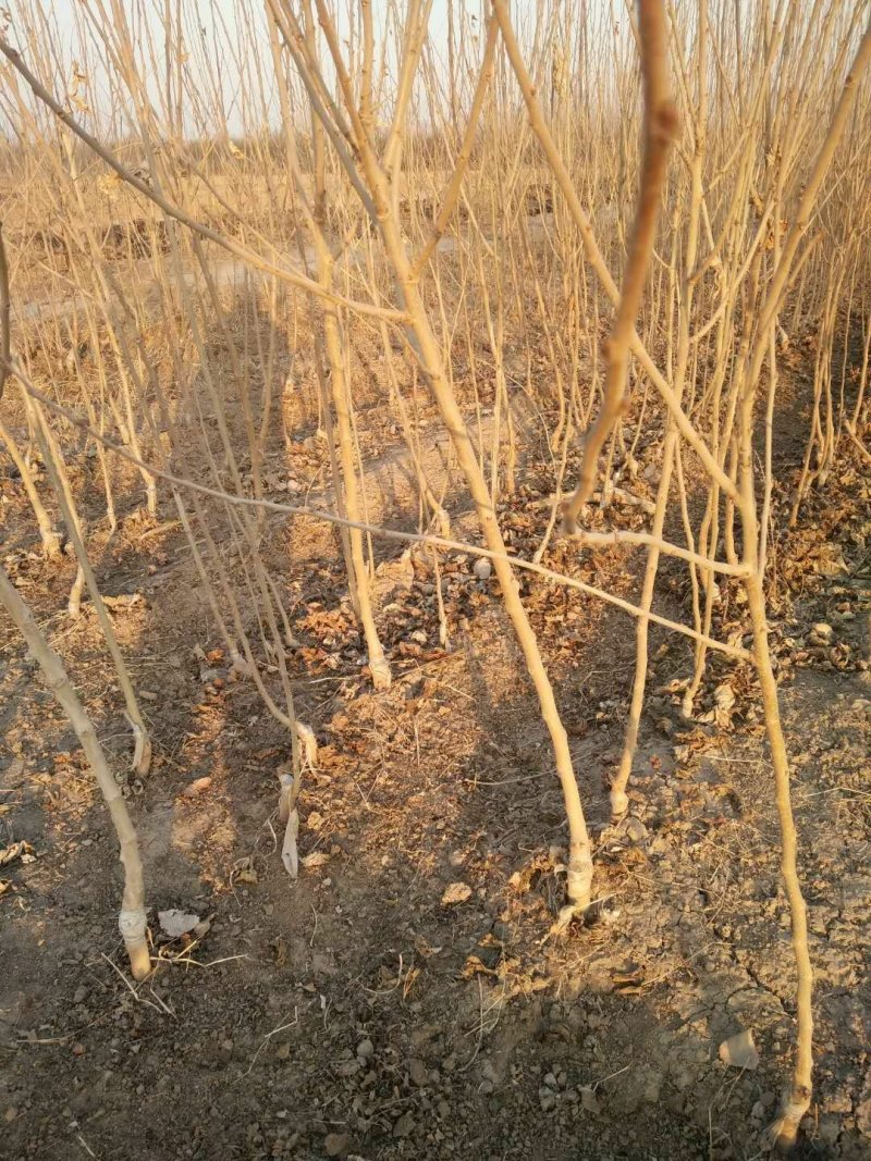 黑珍珠，野生桑树苗