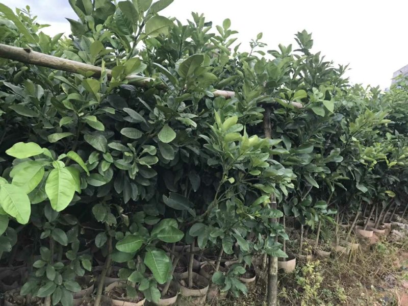 泰国青皮红心柚、双季开花结果