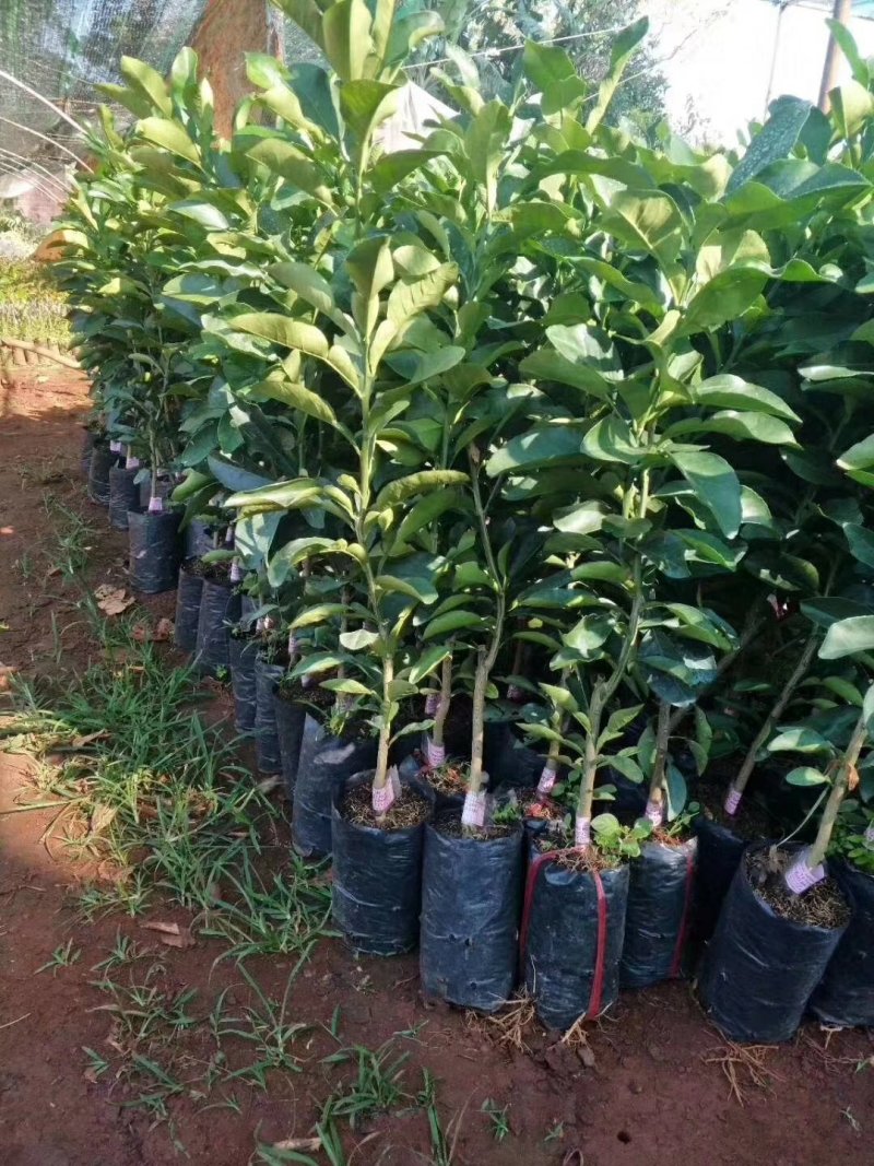 泰国青皮红心柚、双季开花结果