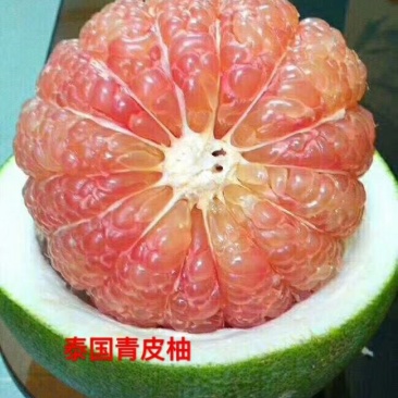 泰国青皮红心柚、双季开花结果