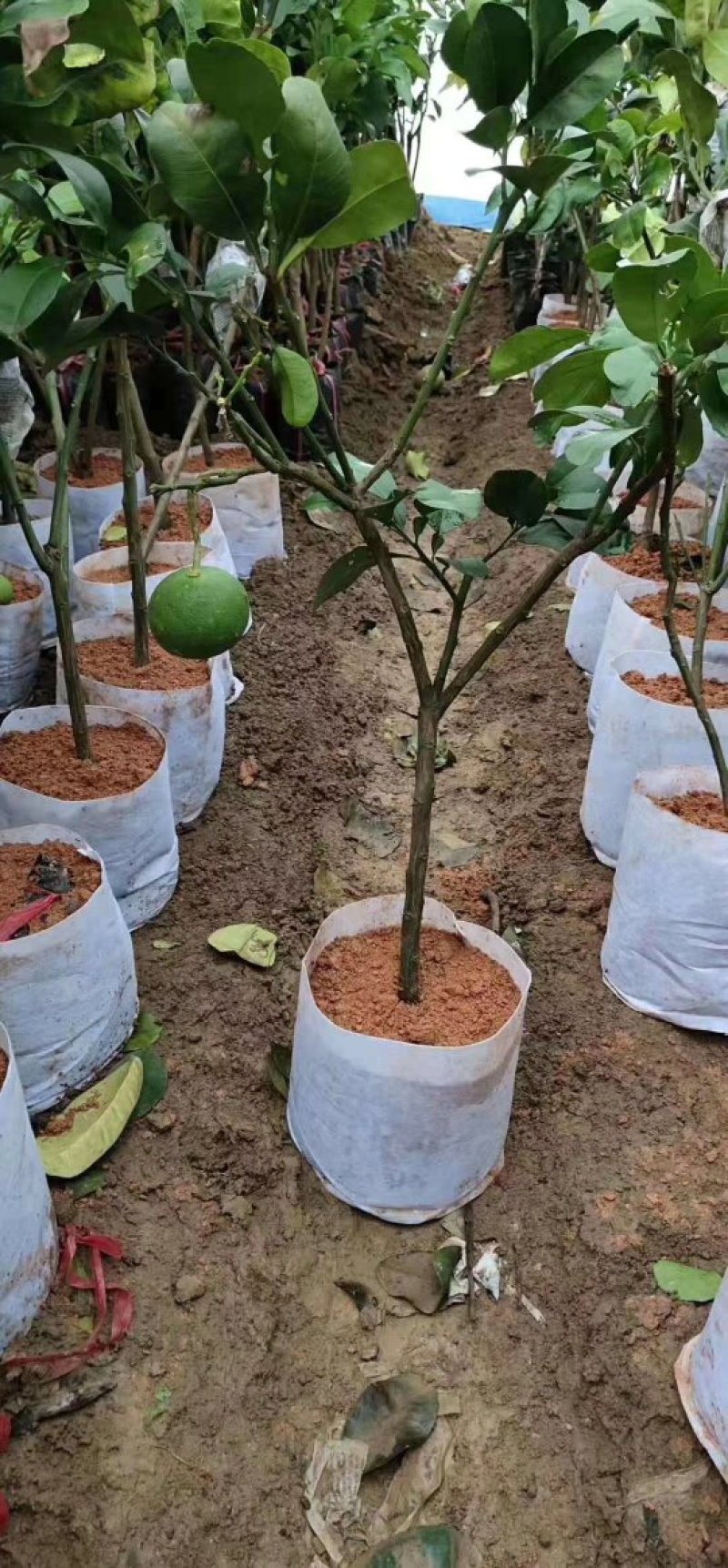 泰国青皮红心柚、双季开花结果