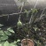 泰国青皮红心柚、双季开花结果