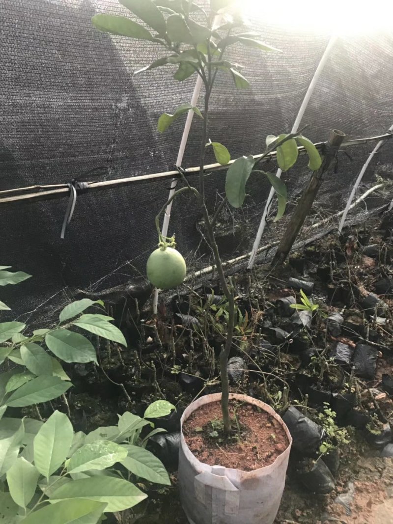 泰国青皮红心柚、双季开花结果