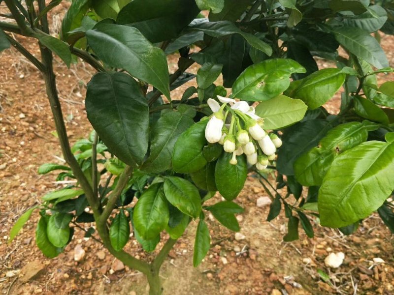 泰国青皮红心柚、双季开花结果